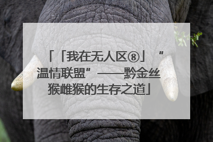 「我在无人区⑧」“温情联盟”——黔金丝猴雌猴的生存之道