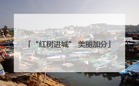 “红树进城” 美丽加分