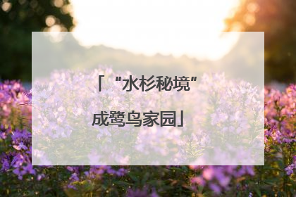 “水杉秘境”成鹭鸟家园