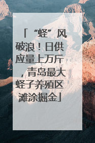 “蛏”风破浪！日供应量上万斤，青岛最大蛏子养殖区滩涂掘金