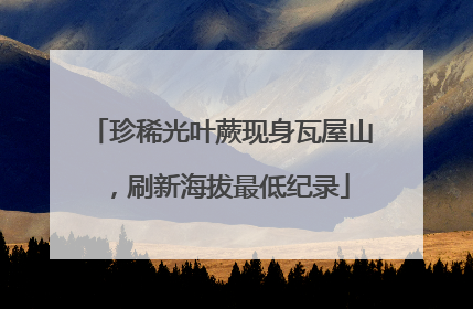 珍稀光叶蕨现身瓦屋山，刷新海拔最低纪录