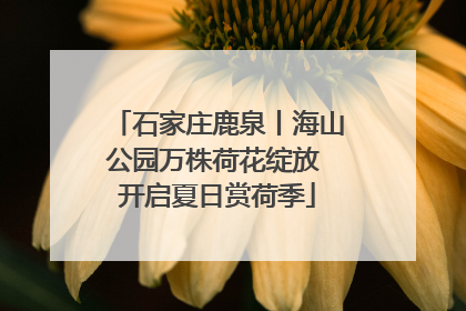 石家庄鹿泉丨海山公园万株荷花绽放 开启夏日赏荷季