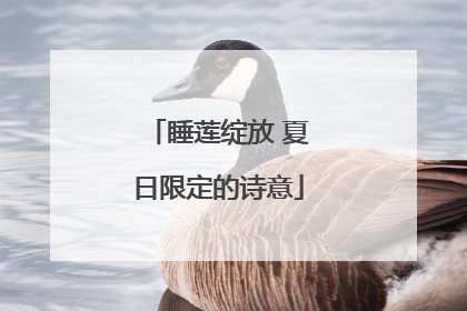睡莲绽放 夏日限定的诗意