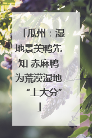瓜州：湿地景美鸭先知 赤麻鸭为荒漠湿地“上大分”