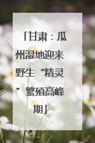 甘肃：瓜州湿地迎来野生“精灵”繁殖高峰期