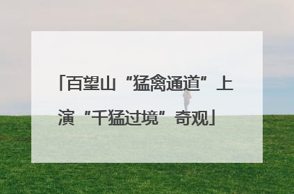 百望山“猛禽通道”上演“千猛过境”奇观