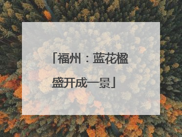福州：蓝花楹盛开成一景