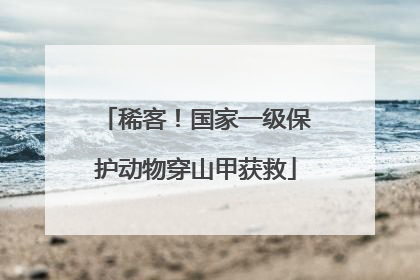 稀客！国家一级保护动物穿山甲获救