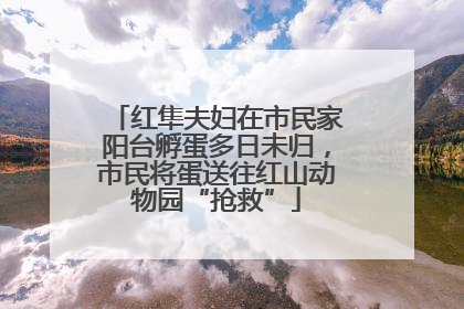 红隼夫妇在市民家阳台孵蛋多日未归，市民将蛋送往红山动物园“抢救”