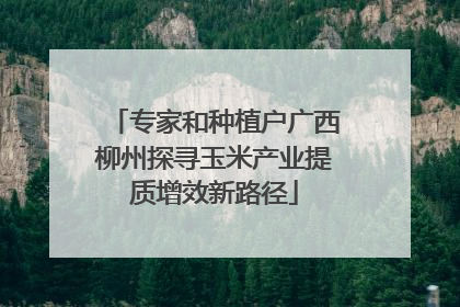 专家和种植户广西柳州探寻玉米产业提质增效新路径