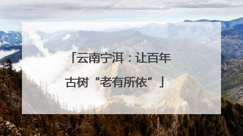 云南宁洱：让百年古树“老有所依”