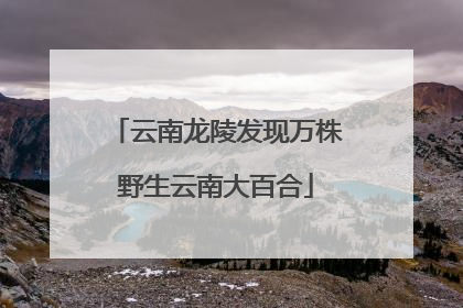 云南龙陵发现万株野生云南大百合