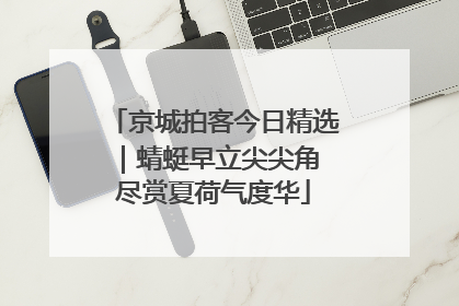 京城拍客今日精选｜蜻蜓早立尖尖角 尽赏夏荷气度华
