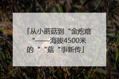 从小蘑菇到“金疙瘩“——海拔4500米的““菇“事新传