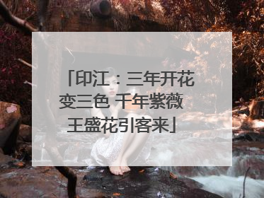 印江：三年开花变三色 千年紫薇王盛花引客来