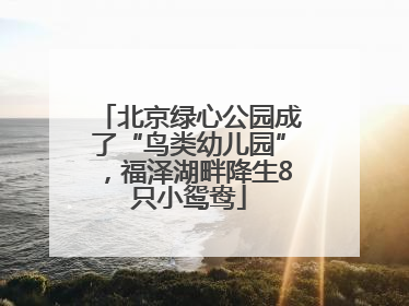 北京绿心公园成了“鸟类幼儿园”，福泽湖畔降生8只小鸳鸯