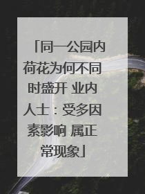同一公园内荷花为何不同时盛开 业内人士：受多因素影响 属正常现象