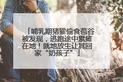 哺乳期猪獾偷食苞谷被发现，逃跑途中累瘫在地！就地放生让其回家“奶孩子”