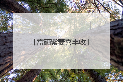 富硒紫麦喜丰收