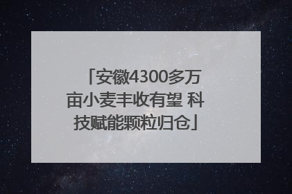 安徽4300多万亩小麦丰收有望 科技赋能颗粒归仓
