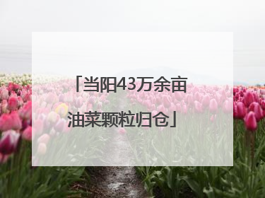 当阳43万余亩油菜颗粒归仓