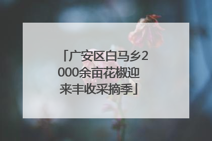 广安区白马乡2000余亩花椒迎来丰收采摘季
