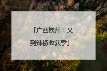 广西钦州：又到辣椒收获季