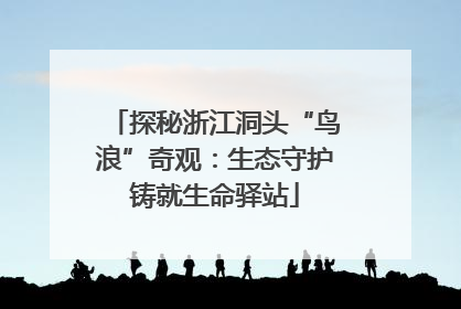 探秘浙江洞头“鸟浪”奇观：生态守护铸就生命驿站