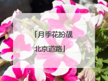 月季花扮靓北京道路