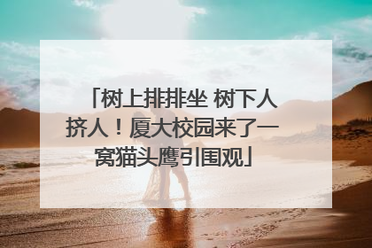 树上排排坐 树下人挤人！厦大校园来了一窝猫头鹰引围观