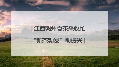 江西赣州夏茶采收忙 “新茶勃发”助振兴