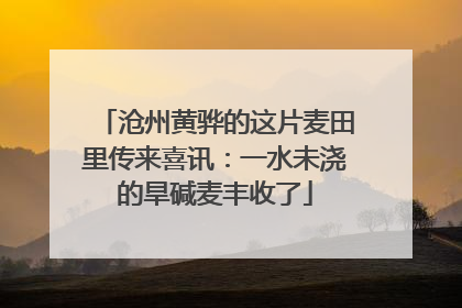 沧州黄骅的这片麦田里传来喜讯：一水未浇的旱碱麦丰收了