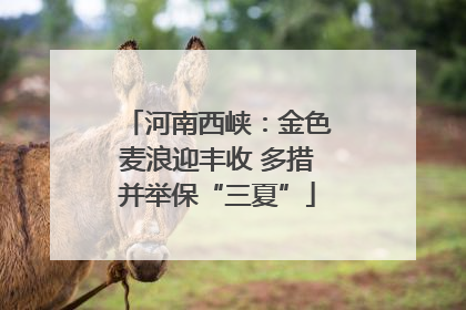 河南西峡：金色麦浪迎丰收 多措并举保“三夏”