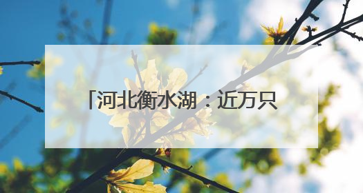 河北衡水湖：近万只夏候鸟进入繁殖期