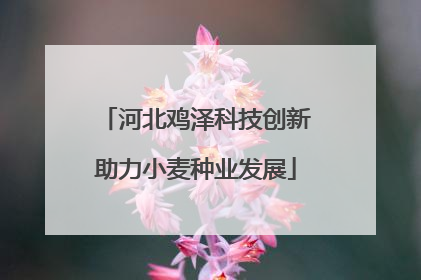 河北鸡泽科技创新助力小麦种业发展