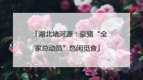 湖北堵河源：豪猪“全家总动员”悠闲觅食