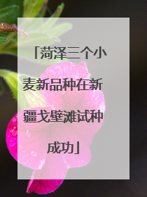 菏泽三个小麦新品种在新疆戈壁滩试种成功