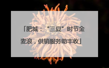 肥城：“三夏”时节金麦浪，供销服务助丰收