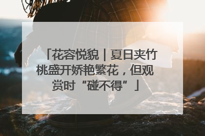 花容悦貌｜夏日夹竹桃盛开娇艳繁花，但观赏时“碰不得”