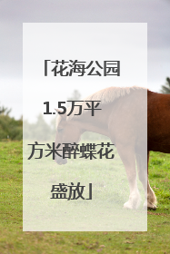 花海公园1.5万平方米醉蝶花盛放