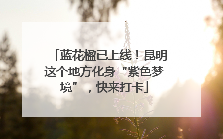 蓝花楹已上线！昆明这个地方化身“紫色梦境”，快来打卡