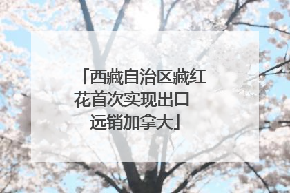 西藏自治区藏红花首次实现出口 远销加拿大