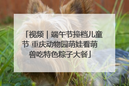 视频｜端午节撞档儿童节 重庆动物园萌娃看萌兽吃特色粽子大餐