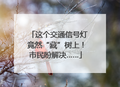 这个交通信号灯竟然“藏”树上！市民盼解决……
