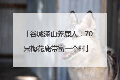 谷城深山养鹿人：70只梅花鹿带富一个村