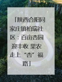 陕西合阳同家庄镇柏瑞社区：百亩杏园迎丰收 果农走上“杏”福路