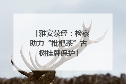 雅安荥经：检察助力“枇杷茶”古树挂牌保护